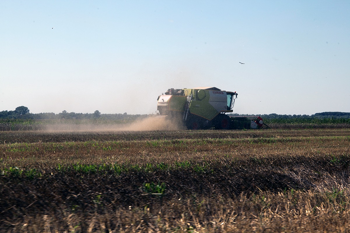 Ministrul Agriculturii: Seceta a afectat în mod drastic judeţele Timiş, Bihor, Satu Mare